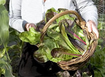 Growing Radicchio